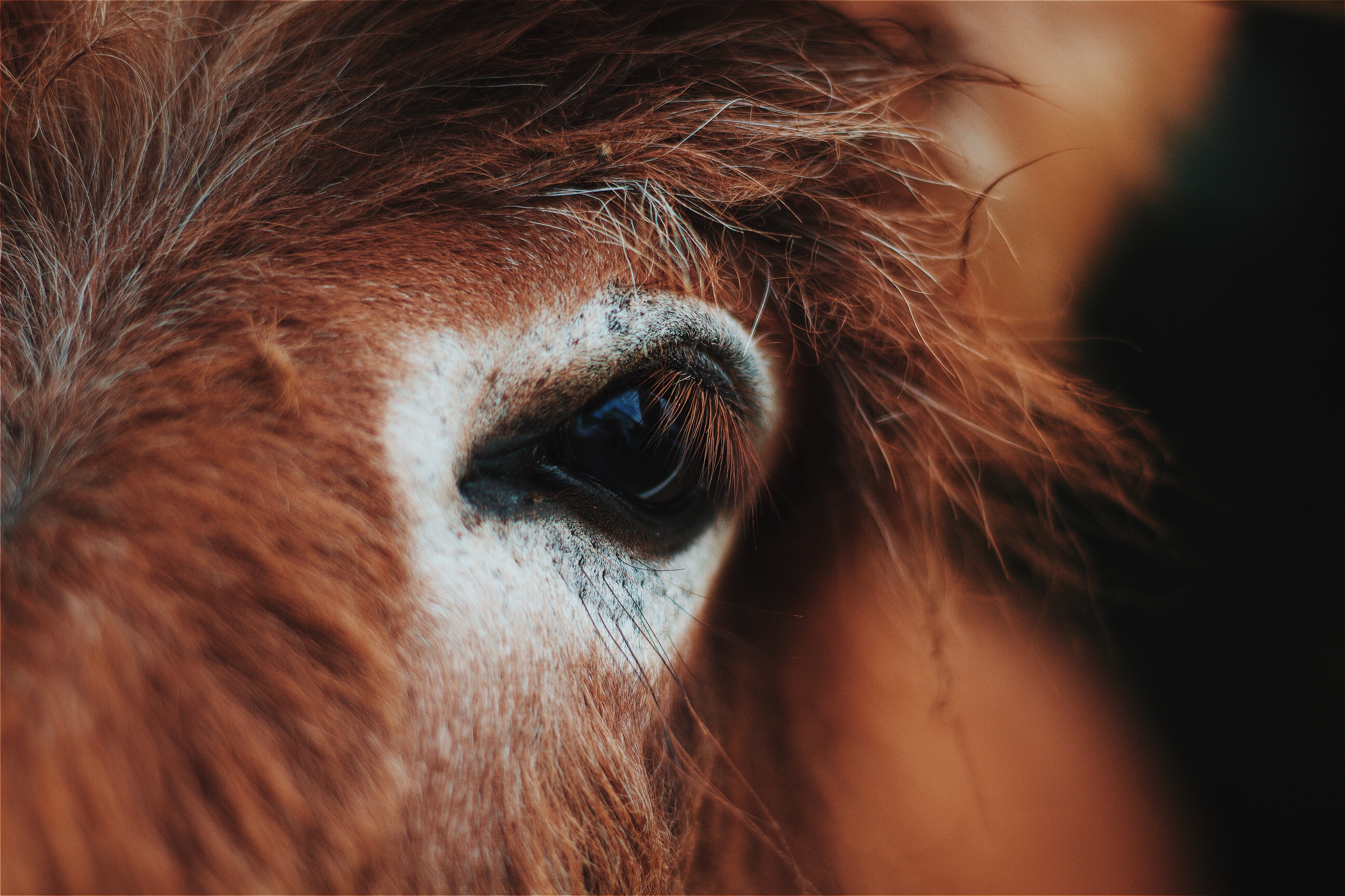 Ingredient Spotlight: Donkey Milk in the Personal Care Industry