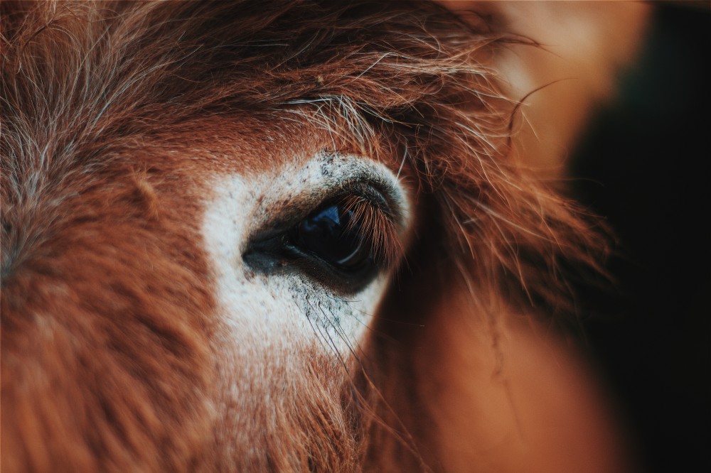 Ingredient Spotlight: Donkey Milk in the Personal Care Industry